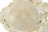 Fossil Sand Dollar (Scutella) - France #227709-1